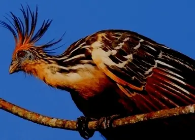 Tambopata Camping Expdition Tour 5D4N